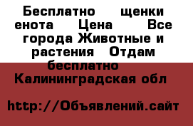 Бесплатно !!! щенки енота!! › Цена ­ 1 - Все города Животные и растения » Отдам бесплатно   . Калининградская обл.